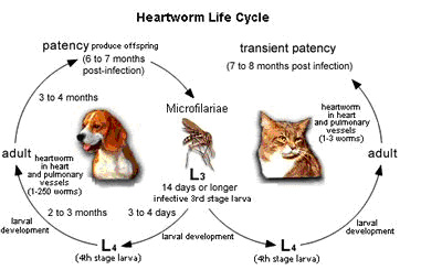 can heartworms be passed from dog to human